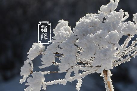 今日霜降 _ 露凝為霜知霜降，滴酒品后知濃香96.png